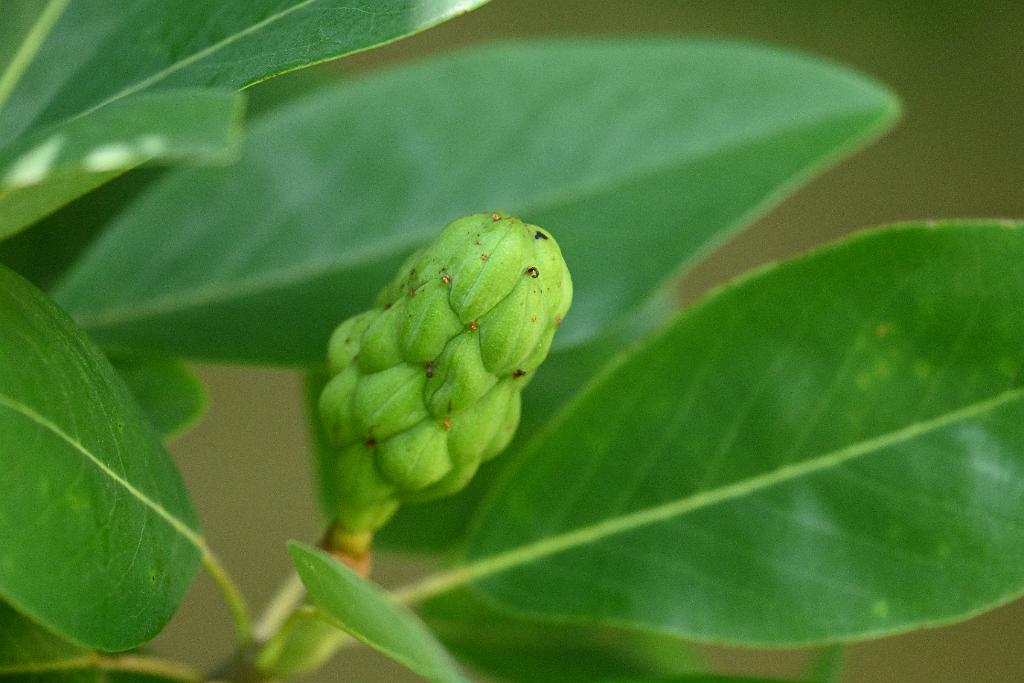 2025-08150089 Tower Hill Botanic Garden, MA.JPG - Umbrella Magnolia fruit (Magnolia tripetala). New England Botanic Garden at Tower Hill, MA, 8-15-2025